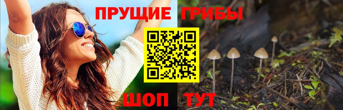 Галлюциногенные грибы Psilocybine cubensis Воронеж